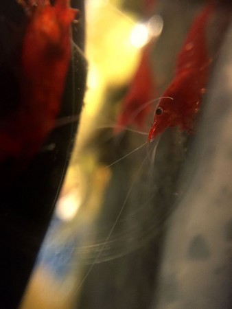 Bloody Mary Garnalen